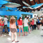 como llegar al oceanario islas del rosario