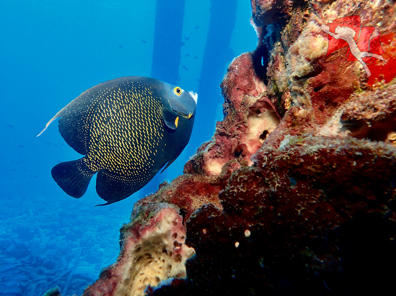 Buceo Profesional - Image 3